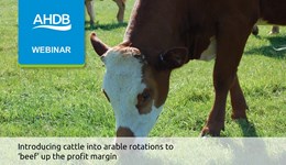 Introducing cattle into arable rotations to ‘beef’ up the profit margin